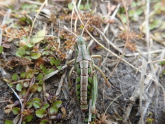 Sigaus campestris