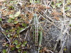 Sigaus campestris