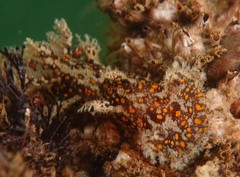 Plocamopherus ceylonicus