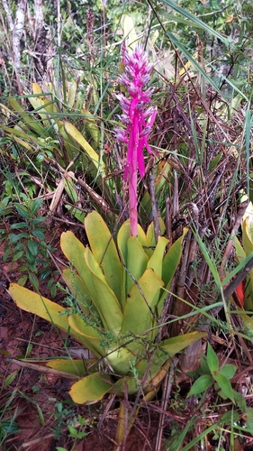 Aechmea marauensis