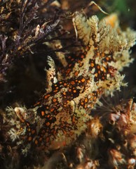 Plocamopherus ceylonicus