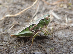 Sigaus campestris