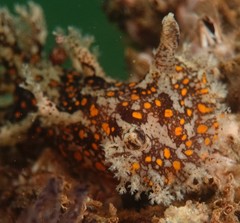 Plocamopherus ceylonicus