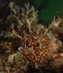 Plocamopherus ceylonicus