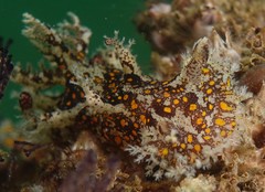 Plocamopherus ceylonicus