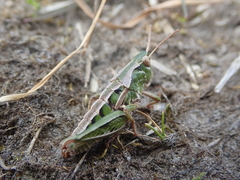 Sigaus campestris