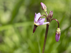 Primula tetrandra