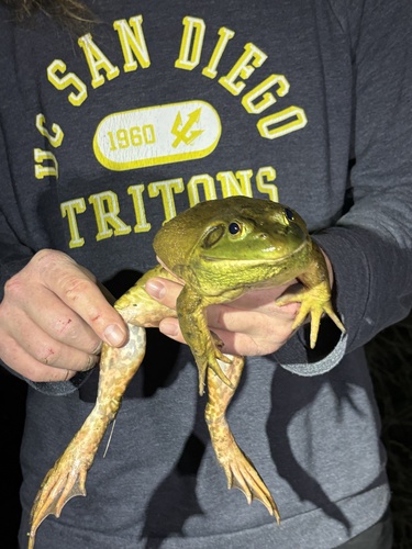 iNaturalist observation photo of American Bullfrog