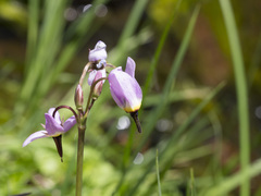 Primula tetrandra