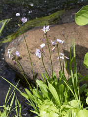 Primula tetrandra