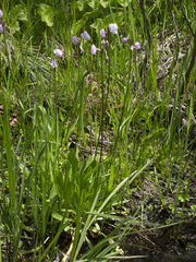 Primula tetrandra