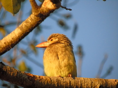 Psilopogon zeylanicus