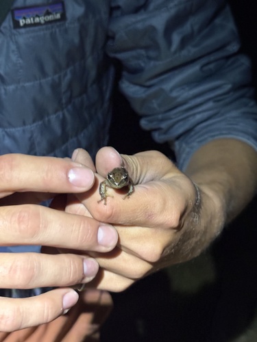 iNaturalist observation photo of Pacific chorus frog