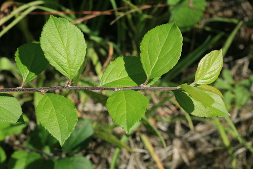 Malus prunifolia (Willd.) Borkh.