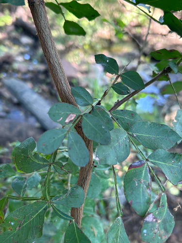 Weeping Boerbean (Schotia brachypetala)