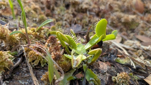 Venus flytrap (Dionaea muscipula)