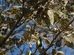 Machlolophus aplonotus