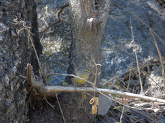 Phylloscopus griseolus