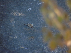 Emberiza stewarti
