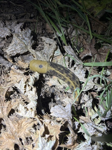 iNaturalist observation photo of Button's Banana Slug