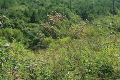 Sanguisorba tenuifolia