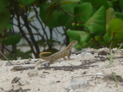 Cayman Curlytail photo 3
