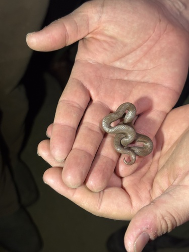 iNaturalist observation photo of Common Sharp-tailed Snake