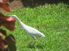 Bubulcus ibis ibis