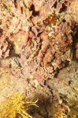 Sycozoa cerebriformis