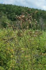 Sanguisorba tenuifolia