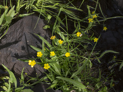 Ranunculus alismifolius alismifolius