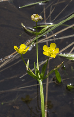 Ranunculus alismifolius alismifolius