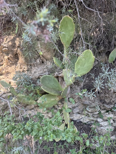 beach prickly pear (Opuntia anahuacensis)