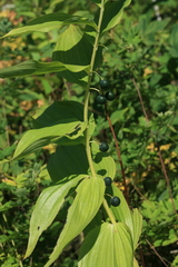 Polygonatum odoratum maximowiczii