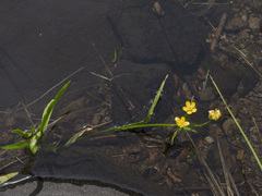 Ranunculus alismifolius alismifolius