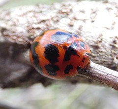 Paropsisterna octomaculata