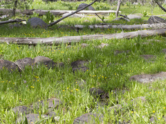 Ranunculus alismifolius alismifolius