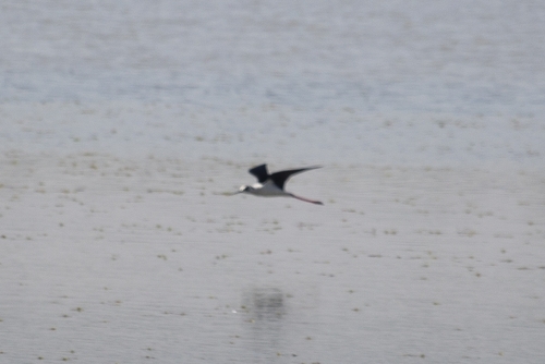 iNaturalist: (c) Luca Sacchetti, some rights reserved (CC BY-NC), uploaded by Luca Sacchetti iNaturalist image