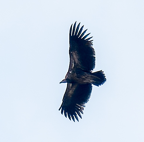 Himalayan Griffon