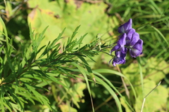 Aconitum sachalinense