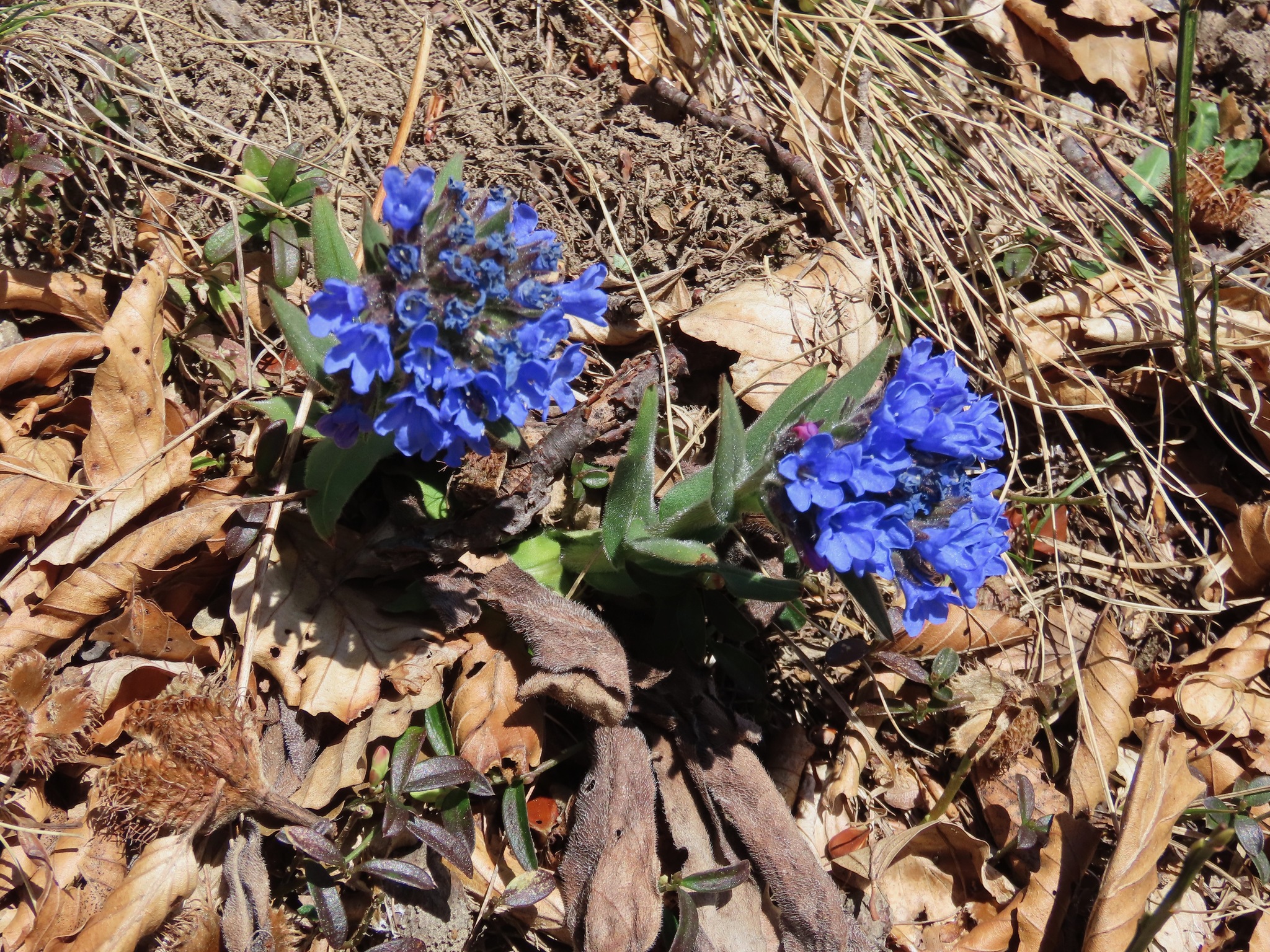 South-Alpine Lungwort (Pulmonaria australis)