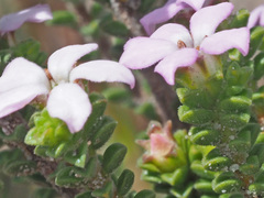 Adenandra obtusata