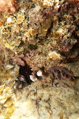 Sycozoa cerebriformis