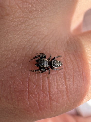 iNaturalist observation photo of Pelegrina aeneola