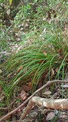 Carex ochrosaccus