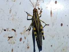 Zebratula flavonigra