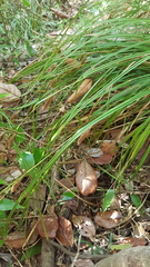 Carex ochrosaccus
