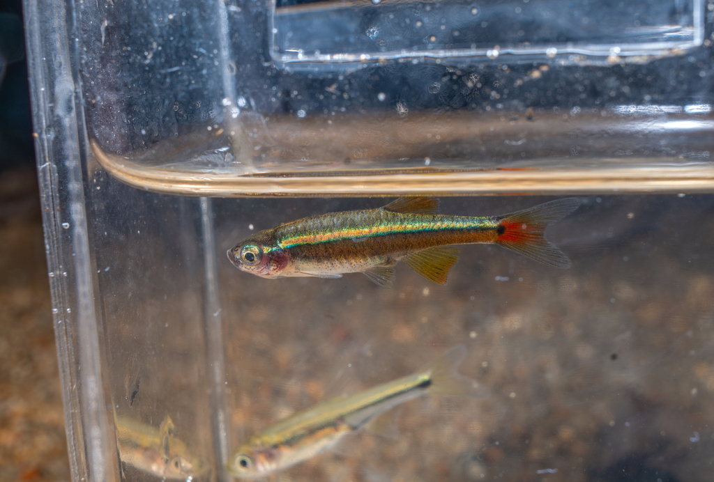 Tanichthys shenzhenensis