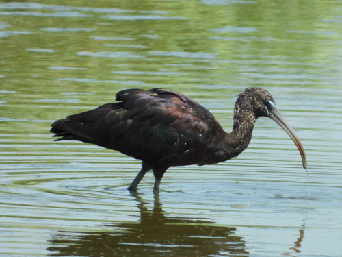 iNaturalist: (c) Pierre Boyer, some rights reserved (CC BY-NC), uploaded by Pierre Boyer iNaturalist image