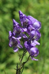 Aconitum sachalinense